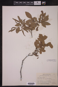 Vaccinium stamineum image