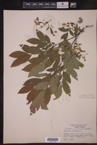 Vaccinium stamineum image