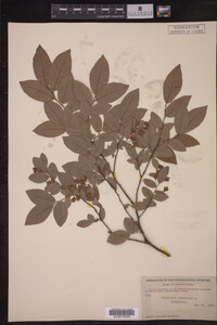 Vaccinium stamineum image