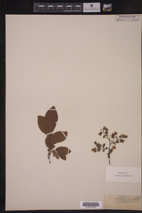 Vaccinium stamineum image