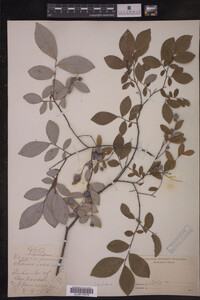 Vaccinium stamineum image