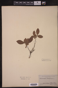 Vaccinium stamineum image