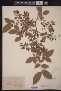 Vaccinium stamineum image