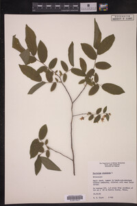 Vaccinium stamineum image