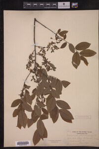 Vaccinium stamineum image