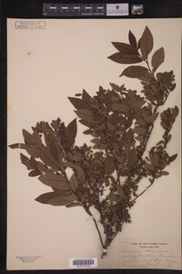 Vaccinium stamineum image