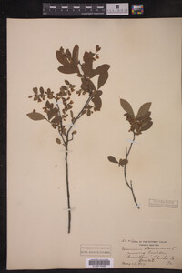 Vaccinium stamineum image