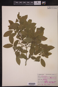 Vaccinium stamineum image