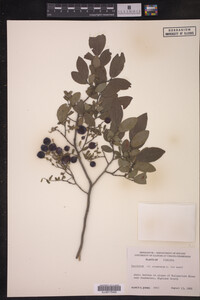 Vaccinium stamineum image