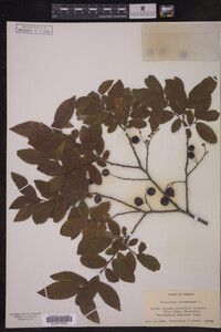 Vaccinium stamineum image