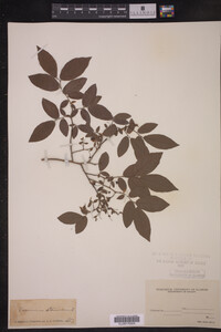 Vaccinium stamineum image