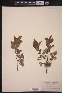 Vaccinium stamineum image