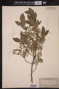 Vaccinium stamineum image
