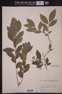 Vaccinium stamineum image