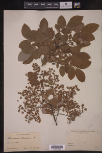 Vaccinium stamineum image