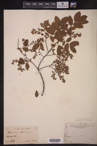 Vaccinium stamineum image