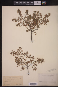 Vaccinium stamineum image
