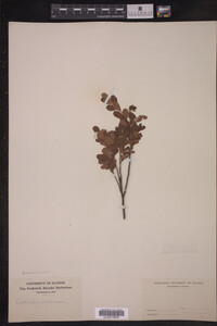 Vaccinium uliginosum image