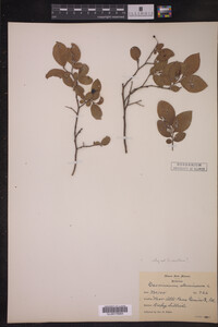 Vaccinium stamineum image