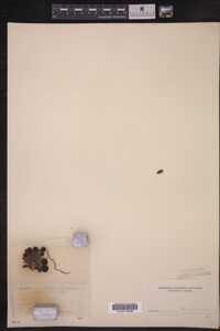 Vaccinium vitis-idaea image