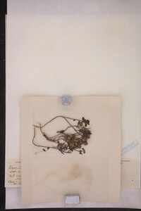 Vaccinium vitis-idaea image