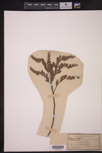 Chamaedaphne calyculata image