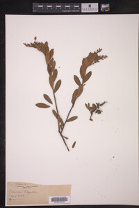Chamaedaphne calyculata image