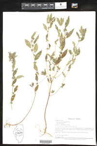 Acalypha gracilens ssp. gracilens image