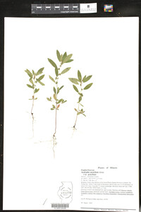 Acalypha gracilens ssp. gracilens image