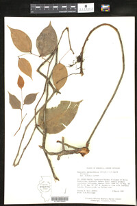 Gonocalyx smilacifolius image