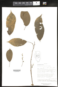 Image of Alchornea glandulosa