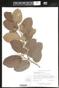 Image of Hydrocleys nymphoides