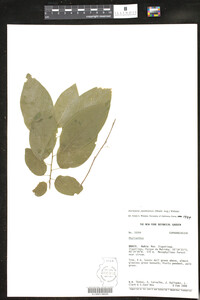 Image of Astrocasia jacobinensis