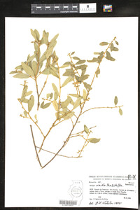 Image of Bernardia similis
