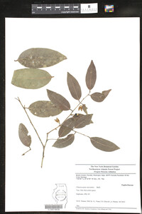 Image of Chaetocarpus myrsinites