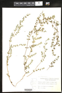 Euphorbia garberi image