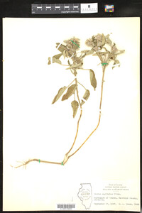 Croton capitatus image