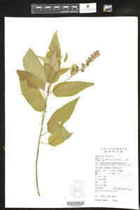 Croton crassifolius image