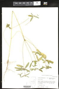 Croton glandulosus image