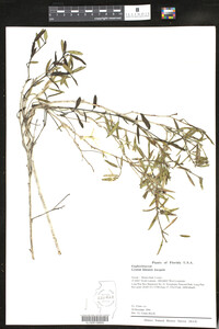 Croton linearis image