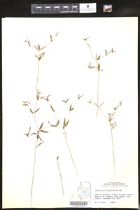 Crotonopsis elliptica image