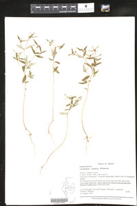 Crotonopsis elliptica image