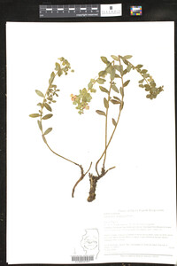 Euphorbia alatavica image