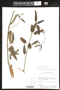 Image of Euphorbia arenaria