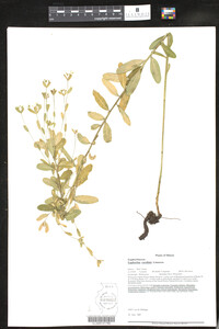 Euphorbia corollata image