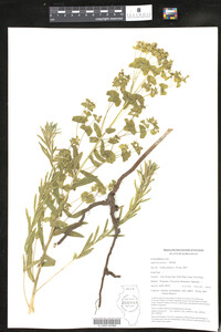 Euphorbia jaxartica image