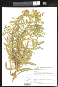 Euphorbia lamprocarpa image