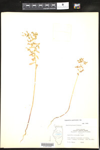 Euphorbia spathulata image