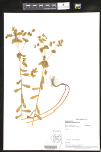 Euphorbia spathulata image