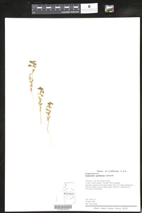 Euphorbia spathulata image